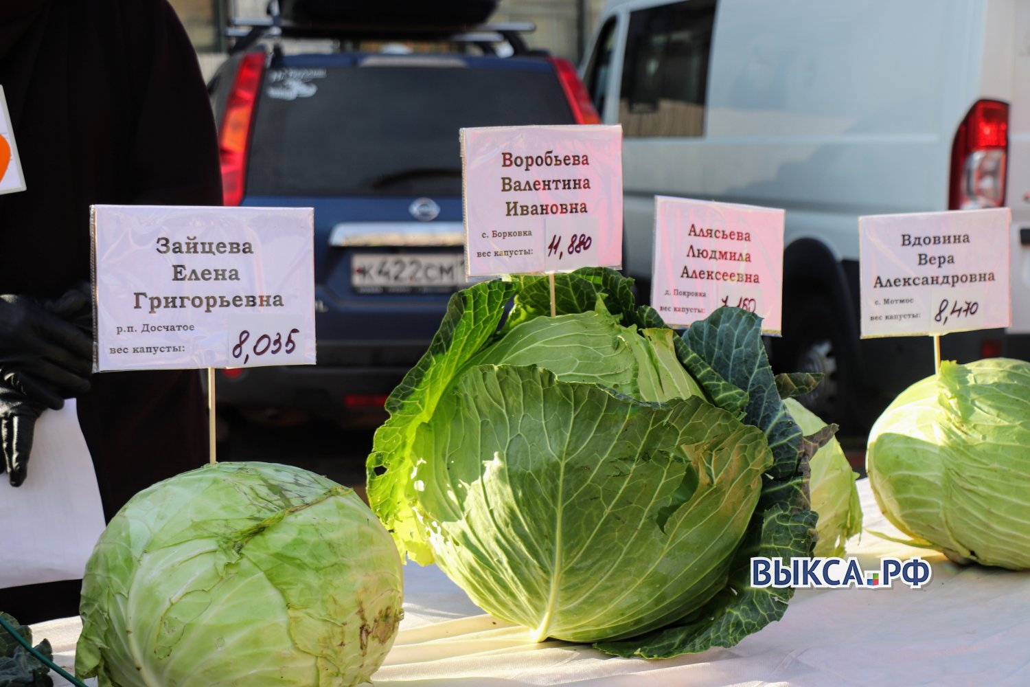 Валентина Воробьёва из Борковки вырастила капусту-рекордсмена